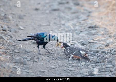 A Burchells starling, Lamprotornis australis, feeds a Great spotted cuckoo chick, Clamator glandarius , an insect Stock Photo