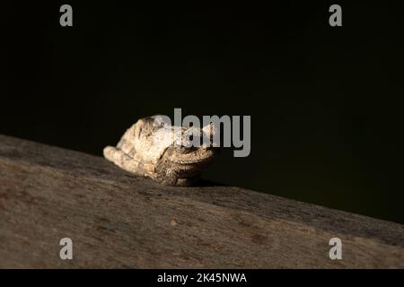 A Grey Tree frog, Chiromantis xerampelina, lies down on a piece of wood