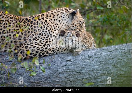 A leopard and her cub, Panthera pardus, lie down together on a log while the leopard cleans her cub Stock Photo