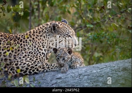 A leopard and her cub, Panthera pardus, lie down together on a log while the leopard cleans her cub Stock Photo