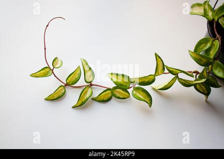 Hoya plant vine branch isolated on white background Stock Photo