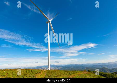 Renewable energy wind turbines windmill isolated on the beautiful blue sky and on the tea fields Stock Photo