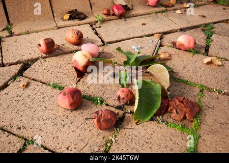 windfallen and rotting crab apples on a pavement in the uk Stock Photo