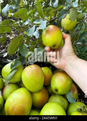 Harvesting apple. Female hand touching fresh ripe yellow green fruit on branch of apple tree in orchard. Vertical shot Stock Photo