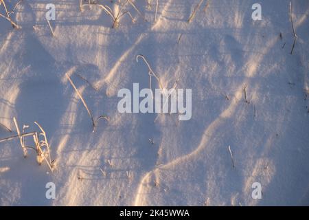Shadows are blue snow. Natural winter natural background. The concept of the first snow, morning frosts, cold. Dry blades of grass make their way thro Stock Photo
