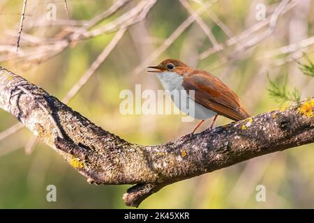 Bird sounds. Singing nightingale. Amazing bird song 