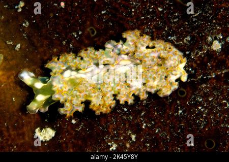 Elysia crispata, common name the lettuce sea slug or lettuce slug, is a large and colorful species of sea slug, a marine gastropod mollusk.[ Stock Photo