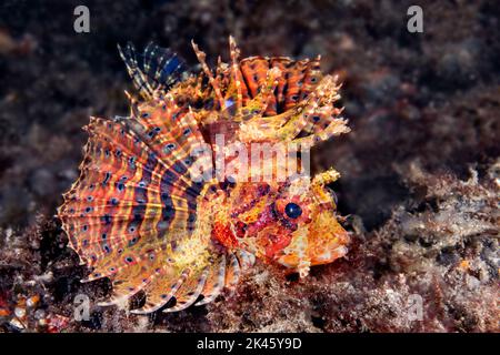 Close up of a beautiful turkey fish with its fins expanded showing its wonderful colors as it swims over a tropical reef. Stock Photo