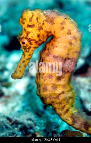 Close up of a Caribbean yellow seahorse, whose nature is very shy as they are gentle, delicate animals wanting to be left alone. Stock Photo