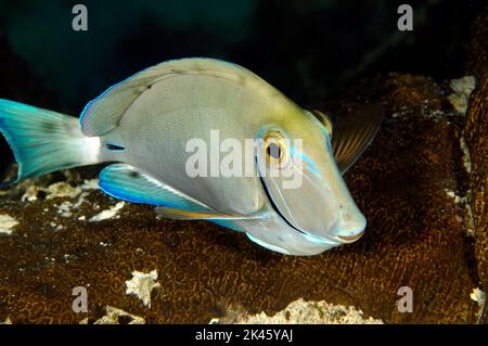 A colorful, yet shy, surgeonfish, swims along a reef in Roatan Honduras at night looking for small crabs to feed on. Stock Photo