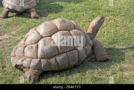 Giant Aldabra tortoise Aldabrachelys gigantea at the Three Counties Showground, Great Malvern, UK Stock Photo