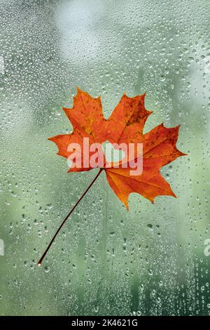 Orange maple leaf on a rainy window Stock Photo