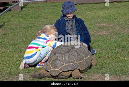 Child with Giant Aldabra tortoise Aldabrachelys gigantea at the Three Counties Showground, Great Malvern, UK Stock Photo