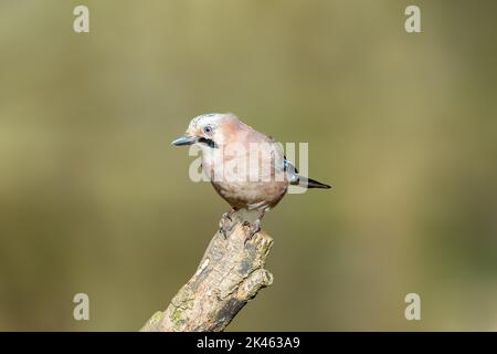 Eurasian Jay, Garrulus Glandarius, perched on top of a log. Stock Photo