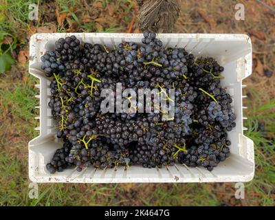 Deep purple wine grape clusters sit in a bin following harvest in a vineyard. Stock Photo