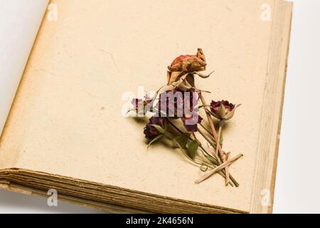 Dry roses on an open old photo album with copy space Stock Photo
