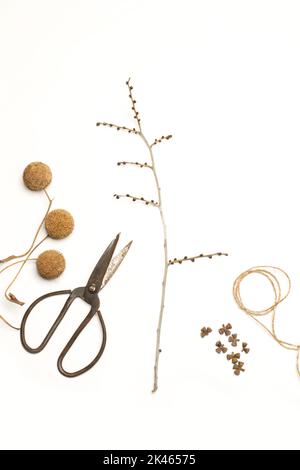 Dry branch, sweet gum tree fruits and scissors on a white background in a top view Stock Photo