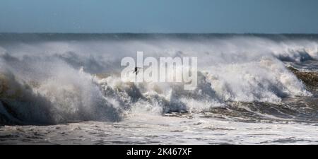 Seagull flying over rough Atlantic Ocean storm waves crashing on the shore. Stock Photo