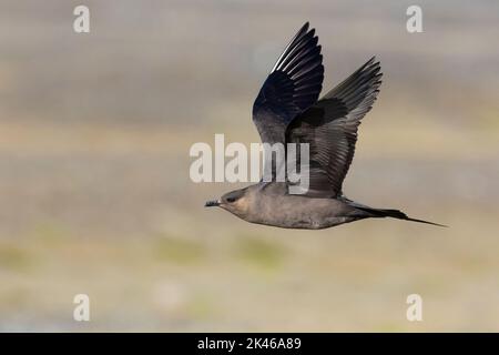 Parasitic Jaeger (Stercorarius parasiticus), side view of a dark morph adult in flight, Southern Region, Iceland Stock Photo