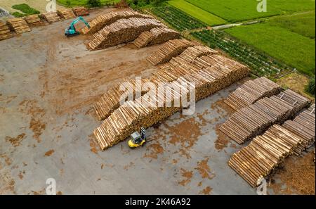 Freshly harvested logs piled high at outdoor timber yard Stock Photo