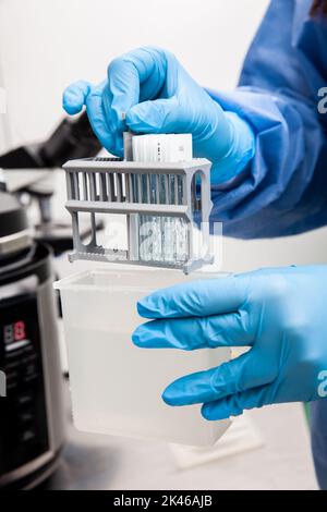 Scientist preparing slides with tissue samples for immunohistochemistry assay in the laboratory. Scientist at the Immunohistochemistry laboratory carr Stock Photo