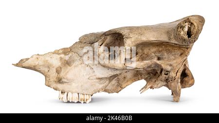 Side view of cow skull. Isolated on a white background. Stock Photo