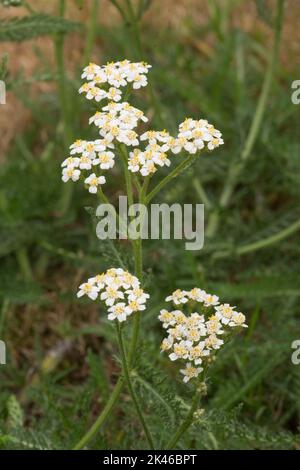 Yarrow, Achillea millefolium, wild flowers, weed, surviving drought in a dried out lawn of dead grass, Sussex, UK, August Stock Photo