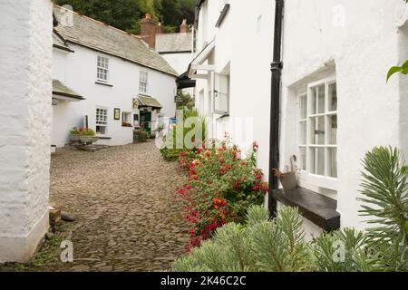 quaint old white cottages on narrow side street in village of Clovelly, North Devon, UK, August. Stock Photo