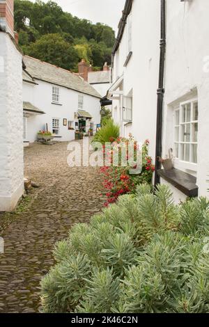 quaint old white cottages on narrow side street in village of Clovelly, North Devon, UK, August. Stock Photo