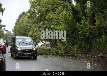 Edgbaston, Birmingham - September 30th 2022 - Drivers negotiate a downed tree branch on Harrison Road in Edgbaston during strong winds and rain that have hit the country. Pic Credit: Scott CM/Alamy Live News Stock Photo