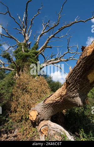 large old oak tree dead and rotting with large branch broken off and fallen to ground, Sussex, UK Stock Photo