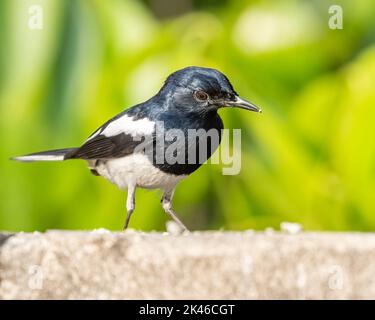 A Oriental Magpie looking down on ground for food Stock Photo