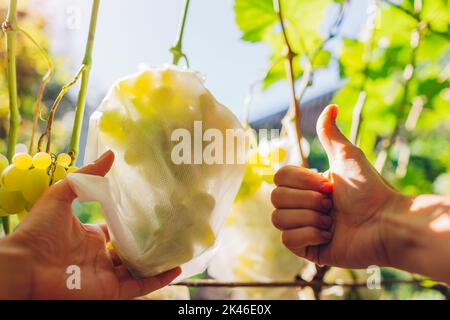 Gardener shows protective fabric bag on bunch of delight grapes in fall garden with thumb up. Save fruit from insects Stock Photo