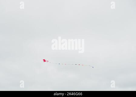 Red kite with bow tail flying in a clear sky Stock Photo