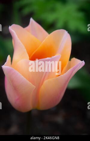 Bright orange-yellow tulip, side view of a single tulip with orange and yellow petals Stock Photo