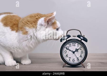 Cute tabby cat looking curious to a retro alarm clock on the table. Stock Photo