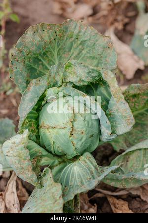 Cabbage in the agriculture field, eaten by slugs. Sick cabbage leaves affected by pests and pathogenic fungi. Stock Photo