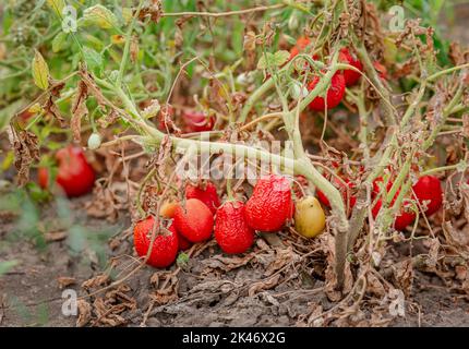 Tomato fruits are affected by a bacterial disease in the open soil. Tomatoes withered from pests. Autumn harvest. Stock Photo