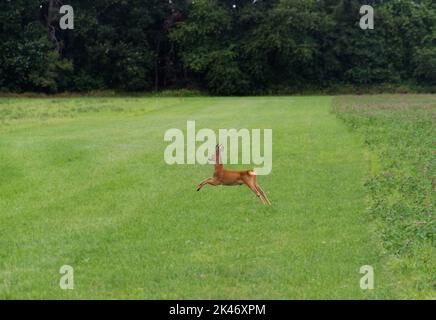 Roe deer buck in a meadow, jumping Stock Photo