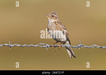 Skylark singing from barbed wire fence Stock Photo
