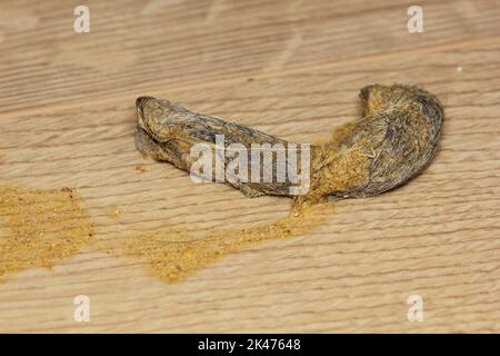 Close up of dry cat vomit with hairball on the wooden floor Stock Photo