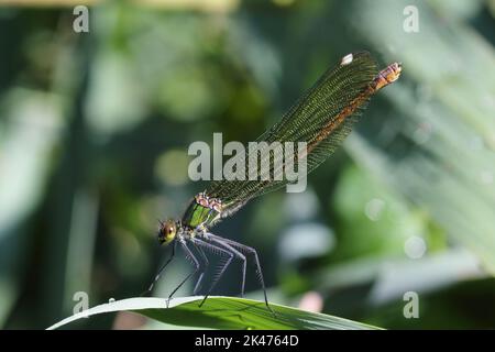 The banded demoiselle (Calopteryx splendens) female on the green leaf of reed Stock Photo