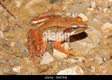 The Italian agile frog, Lataste's frog (Rana latastei) in a natural habitat Stock Photo