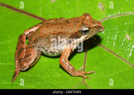 The Italian agile frog, Lataste's frog (Rana latastei) in a natural habitat Stock Photo