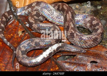 Bornean Spine-jawed Snake - Xenophidion acanthognathus in natural habitat Stock Photo