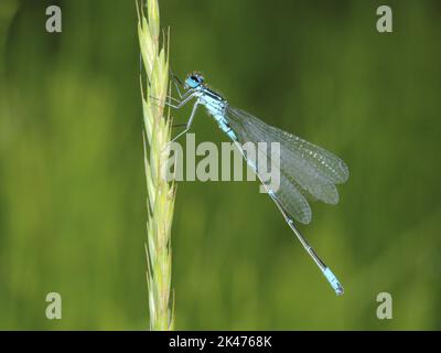 The variable damselfly, variable bluet (Coenagrion pulchellum) male in a natural habitat Stock Photo
