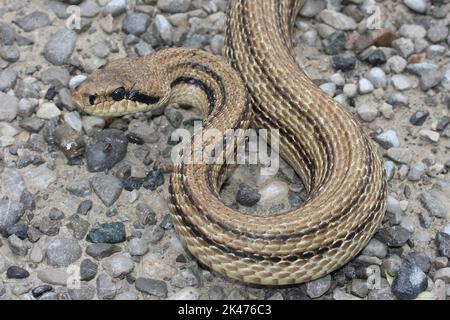 The four-lined snake, Bulgarian ratsnake (Elaphe quatuorlineata) head detail in a natural stone habitat Stock Photo