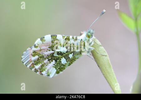 the orange tip butterfly (Anthocharis cardamines) male with folded wings in a natural habitat Stock Photo