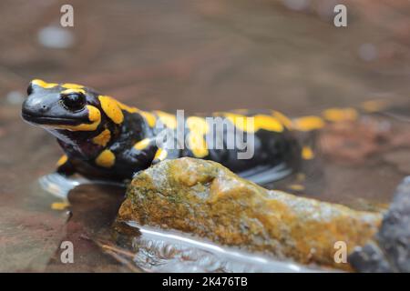 The fire salamander (Salamandra salamandra) female gives birth to larvae in the stream Stock Photo