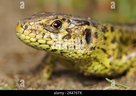 The sand lizard (Lacerta agilis) male in a natural habitat Stock Photo